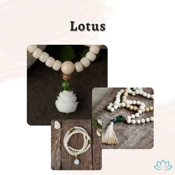 Lotus